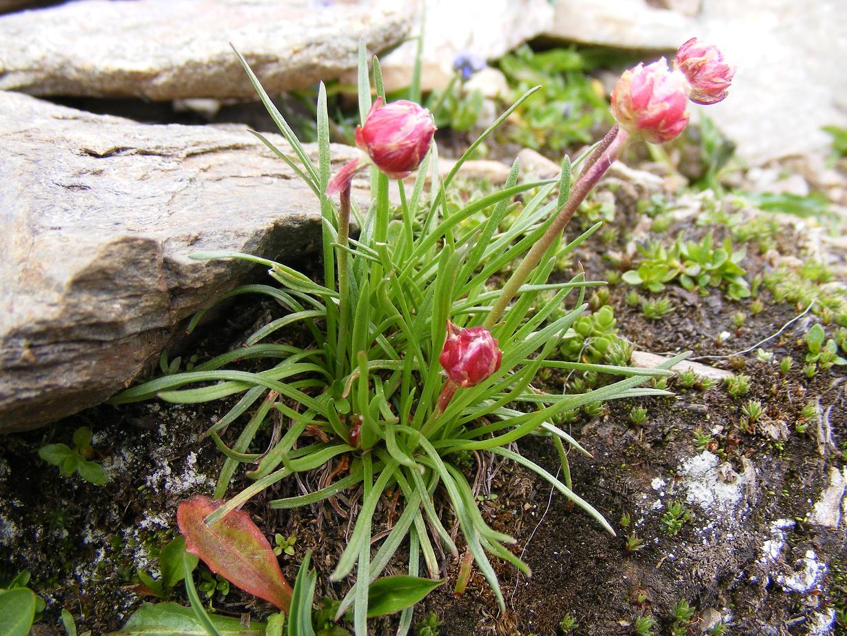 Armeria alpina / Spillo di dama